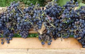 25 novembre Après-Midi : Tir des vendanges